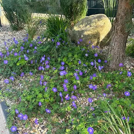 Brzozowe Zacisze Appartement